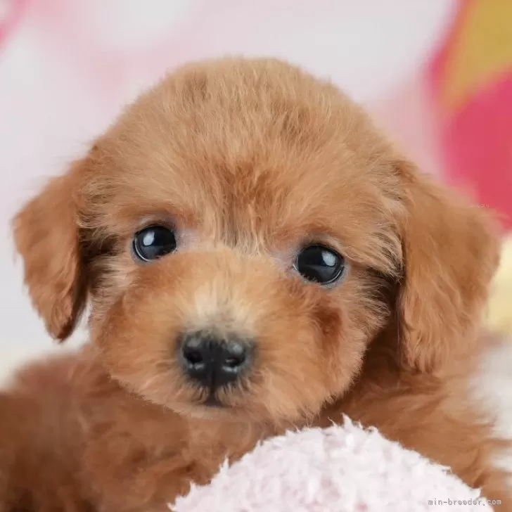 ID:2503-07432の子犬