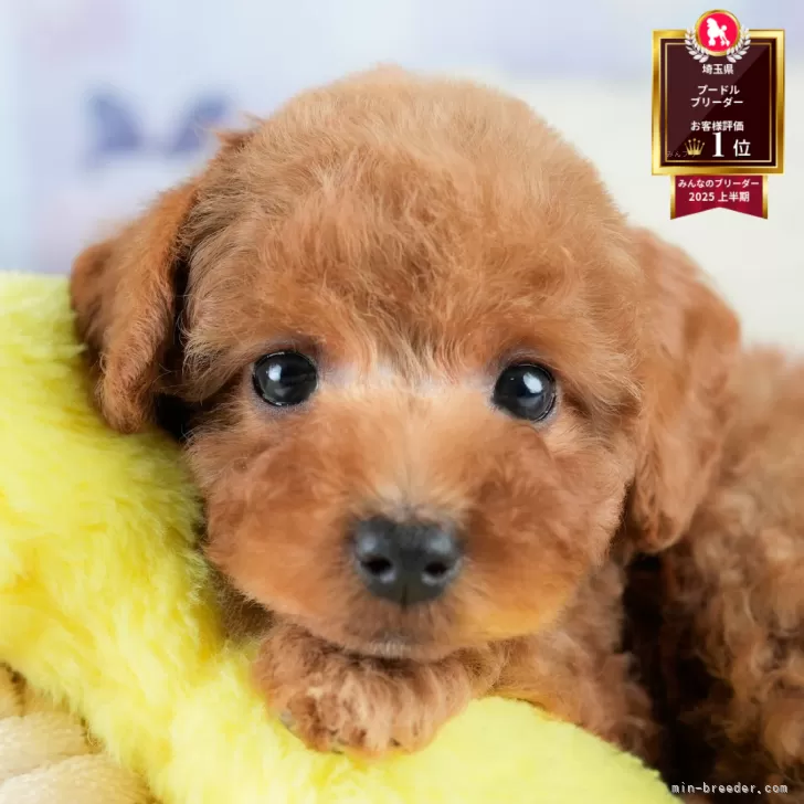 ID：2508-03776の子犬