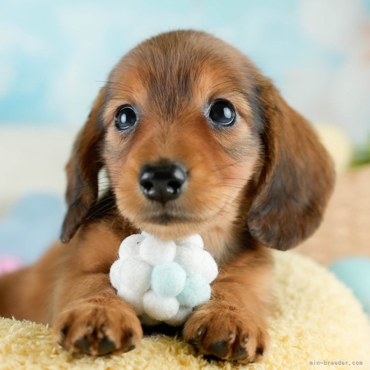 実寸大　ミニチュアダックス　レッド ミニチュアダックスフンド ロングヘア ブラウン 62 | HANSA