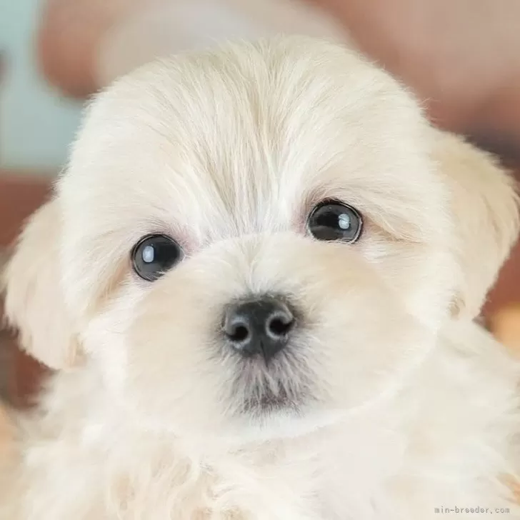 ID：2509-06856の子犬