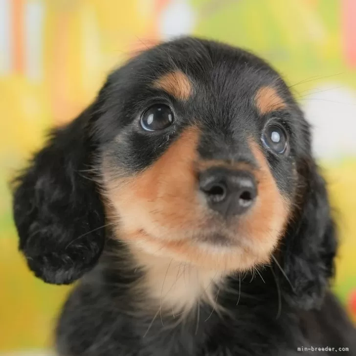 ミニチュアダックスフンド(ロング)【埼玉県・男の子・2025年8月22日