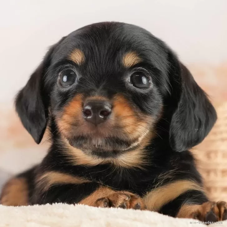 ID:2412-02735の子犬