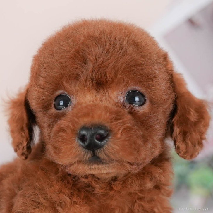 ブリーダー画像