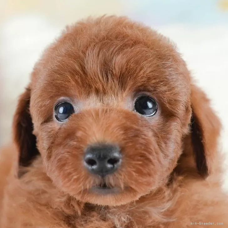 ID：2511-05075の子犬