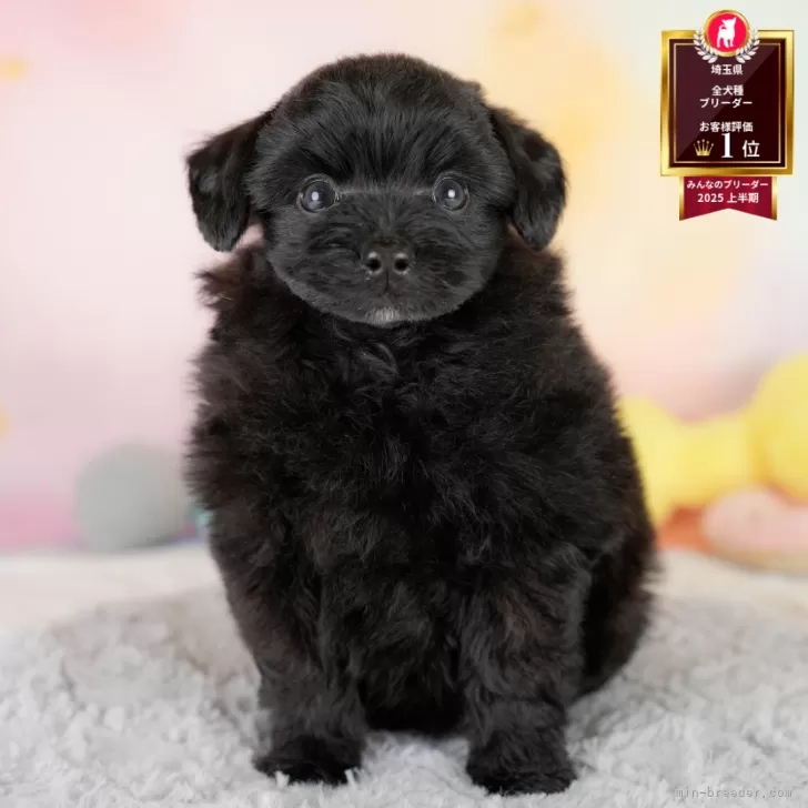 S 様のお迎えした子犬