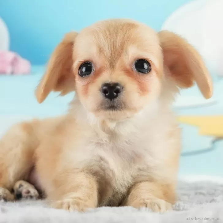 ID:2412-02718の子犬