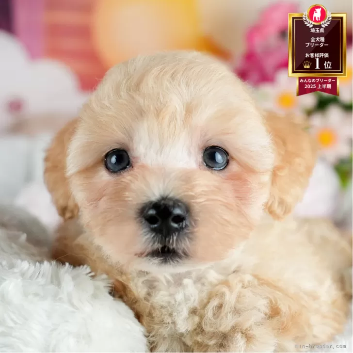 T.Ｉ 様のお迎えした子犬