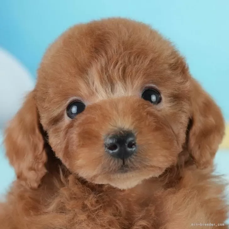 ID：2503-05446の子犬