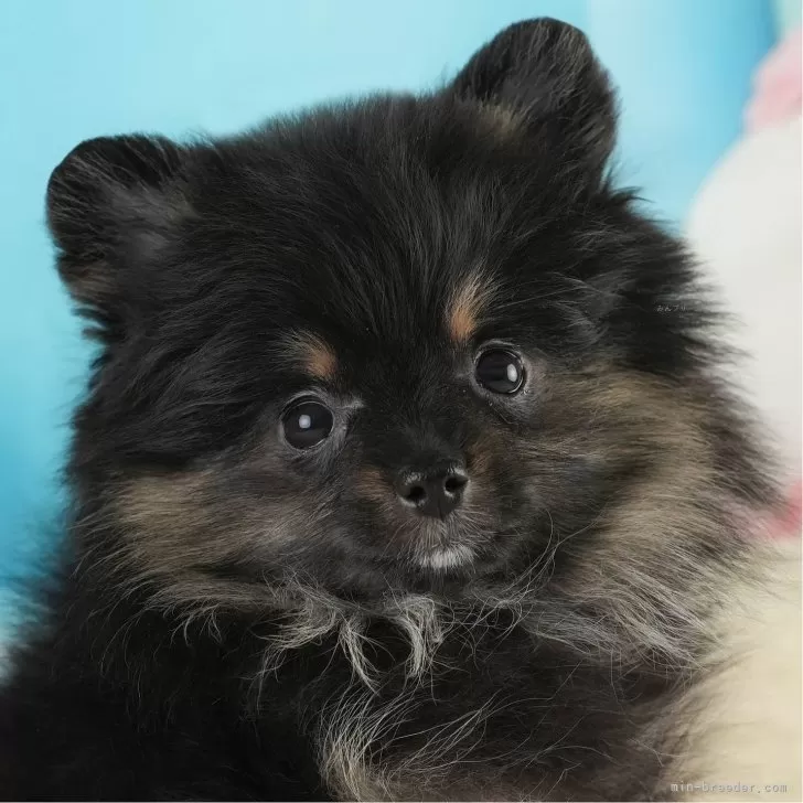 ID：2501-03786の子犬