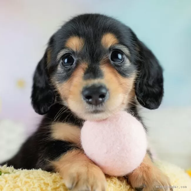 K.Y 様のお迎えした子犬