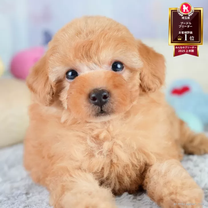 ID：2508-05654の子犬