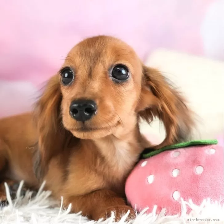 ID：2603-02923の子犬