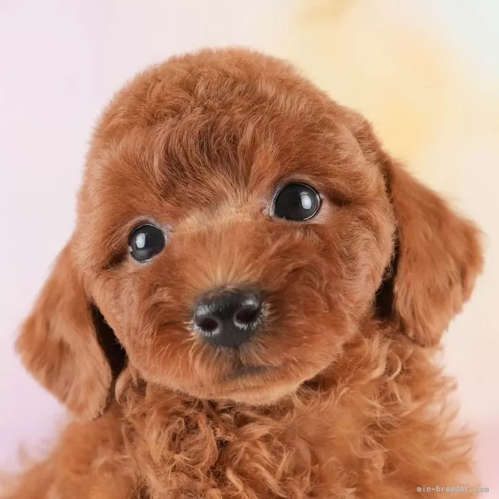 ハル 様のお迎えした子犬