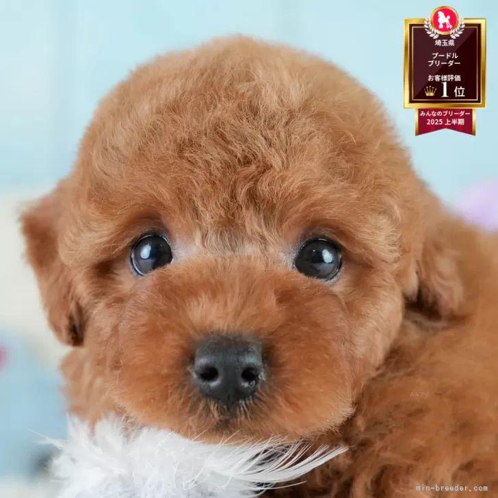 M.N 様のお迎えした子犬