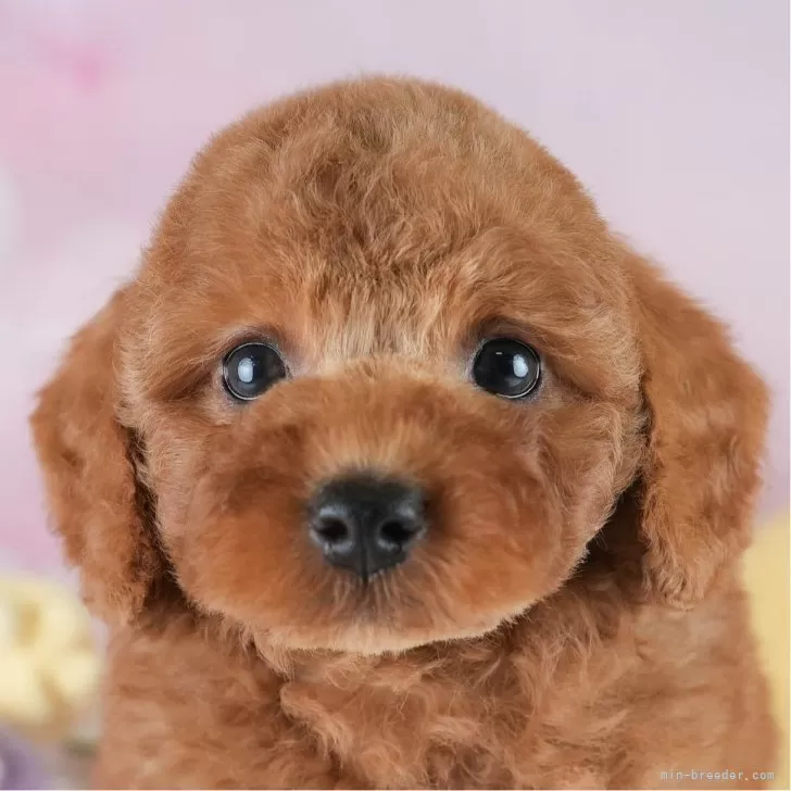 トイプードル(トイ)【埼玉県・男の子・2025年6月27日・レッド】の写真1「子犬の画像を10枚掲載してます💖とっても可愛い姿を全部見てあげてください☺」