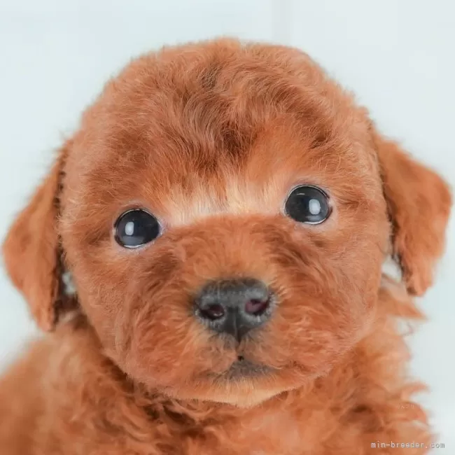 A.H 様のお迎えした子犬