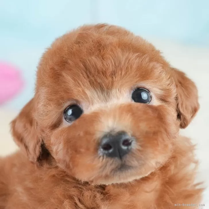 シャン 様のお迎えした子犬