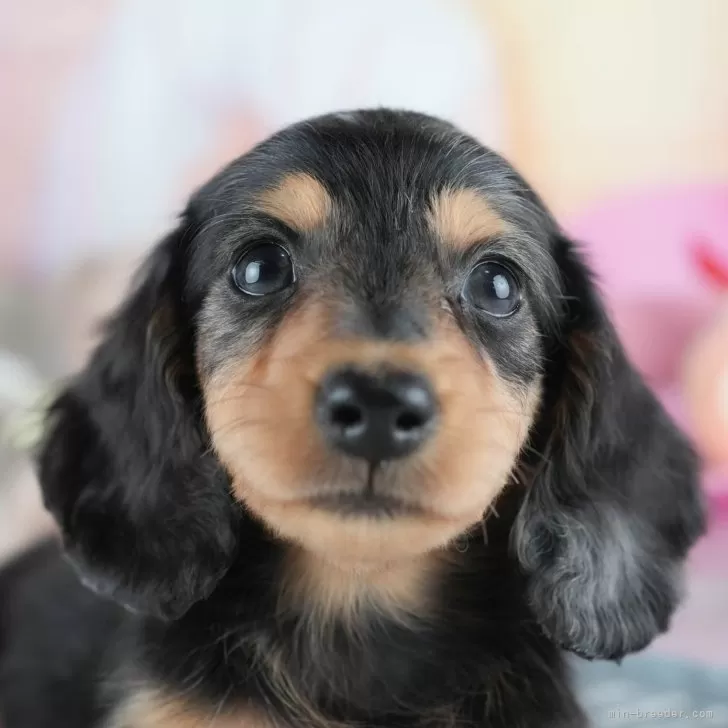 平成レトロ　ヴィンテージ　犬　いぬ　ミニチュア ダックスフント 平成レトロ ヴィンテージ 犬 いぬ ミニチュア ダックスフント
