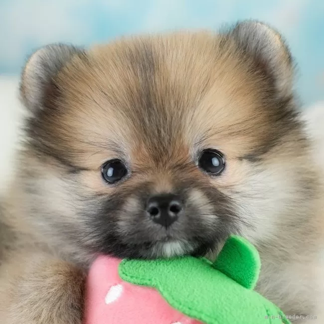 ID：2509-06842の子犬