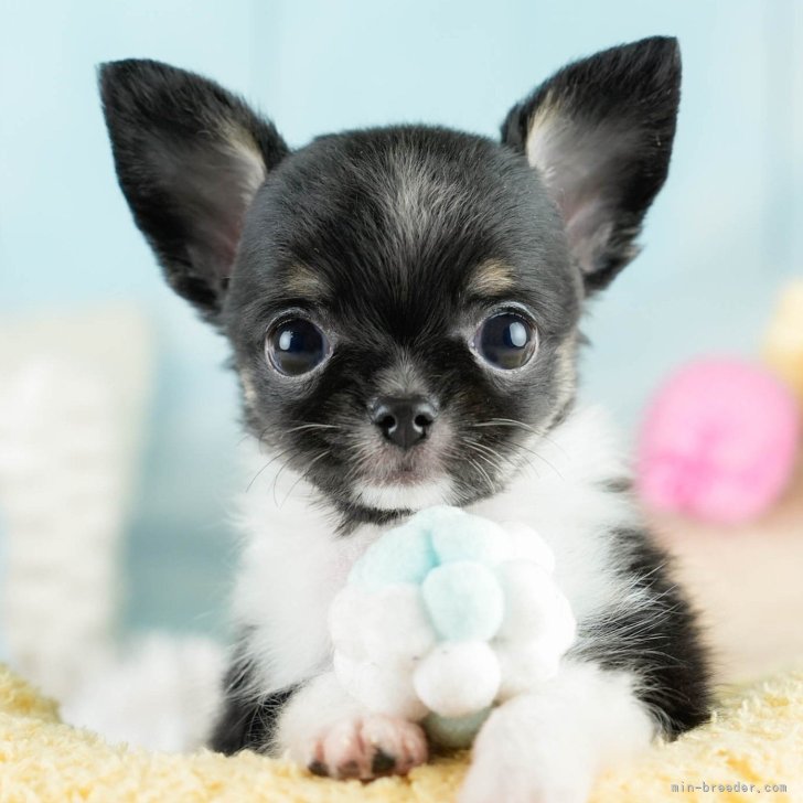 オーダーページ パネル ブラックタン チワワ 8/31 オーダーページ パネル ブラックタン チワワ 8/31