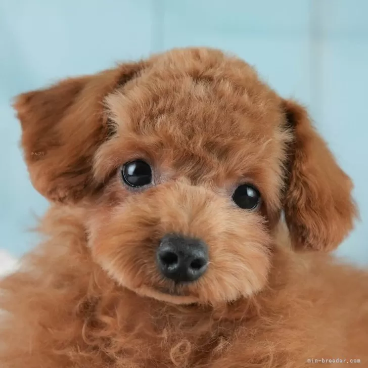 ID：2501-07714の子犬