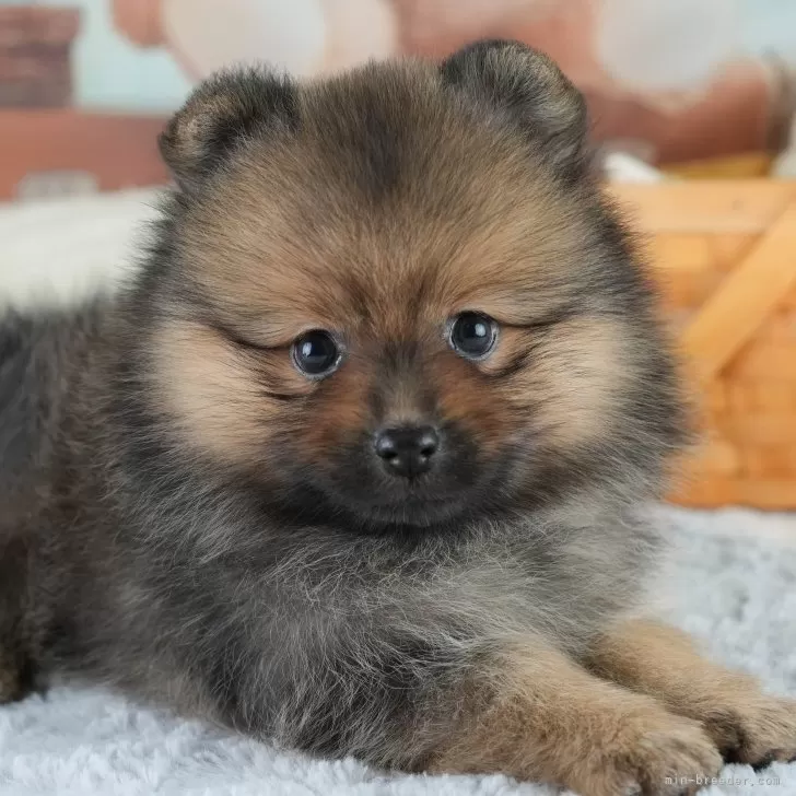 N.K 様のお迎えした子犬