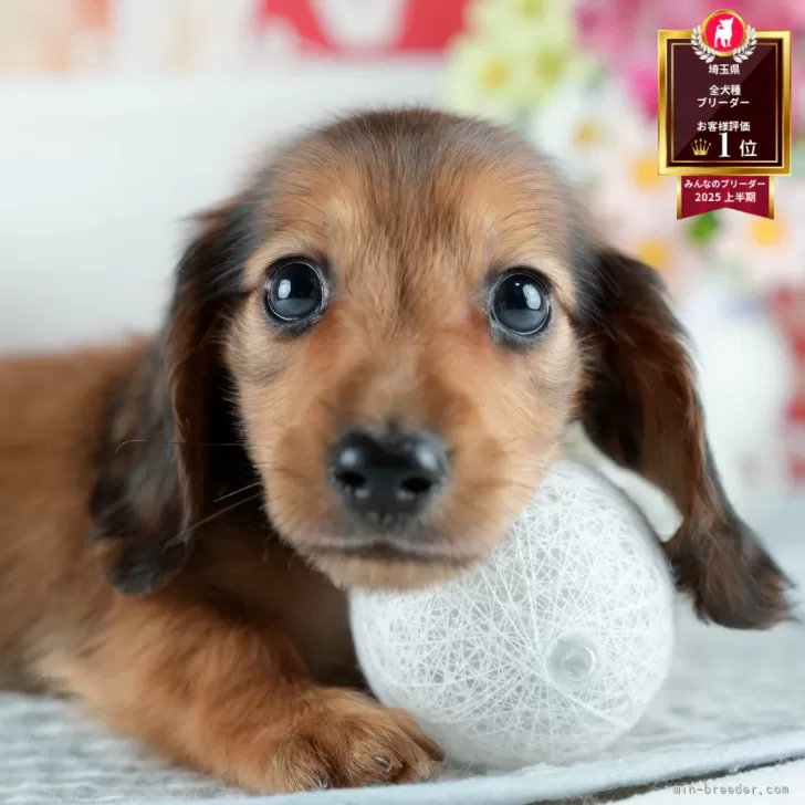 Y.U 様のお迎えした子犬