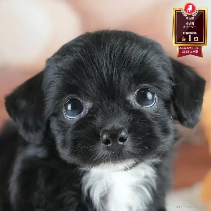 N.S 様のお迎えした子犬