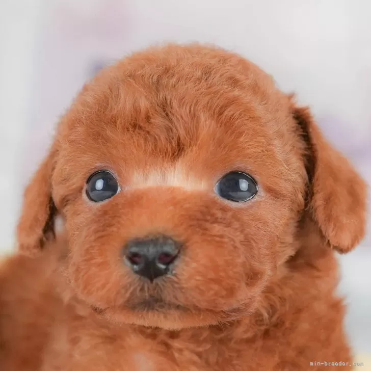 トイプードル(トイ)【埼玉県・男の子・2025年10月15日・レッド】の写真1「子犬の画像を10枚掲載してます💖とっても可愛い姿を全部見てあげてください☺」