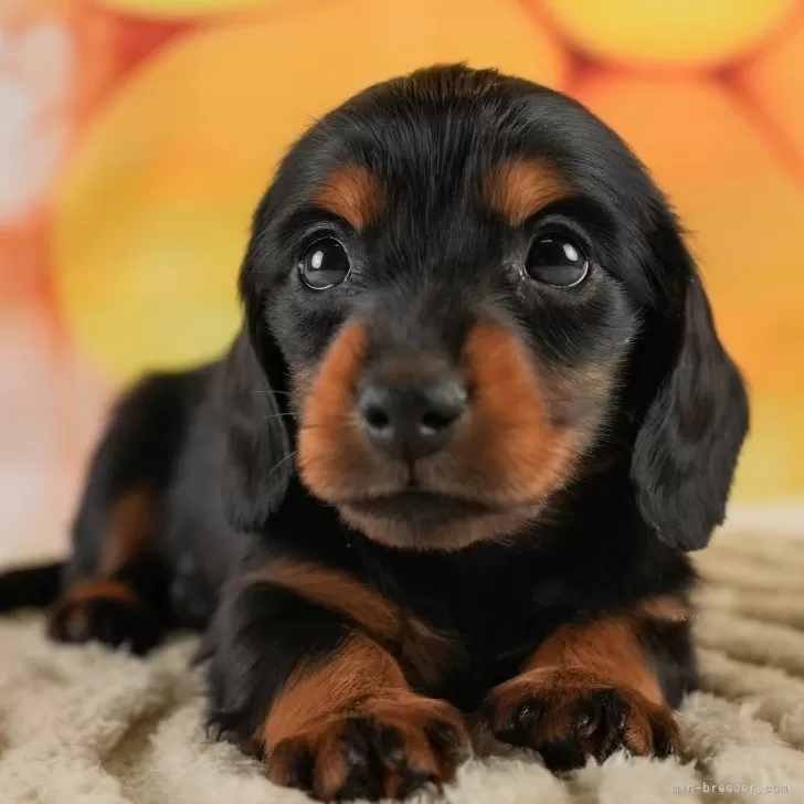 K.A 様のお迎えした子犬