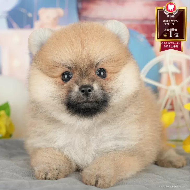 ID：2506-00982の子犬