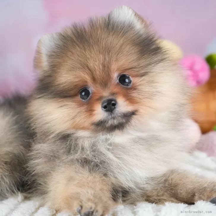 ポメラニアン【埼玉県・男の子・2025年10月2日・オレンジセーブル】の写真1「子犬の画像を10枚掲載してます💖とっても可愛い姿を全部見てあげてください☺」