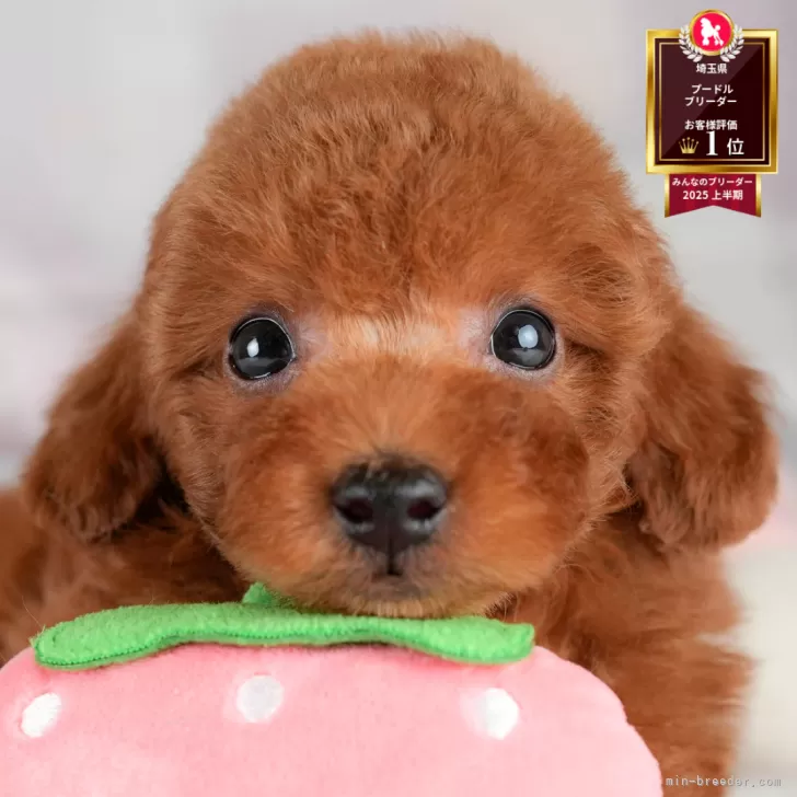 M Fam 様のお迎えした子犬