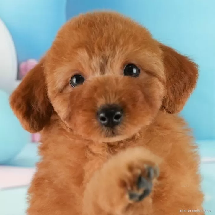 ID:2501-03798の子犬
