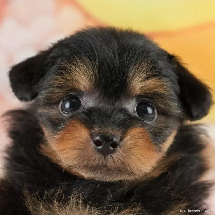 ID:2412-06478の子犬