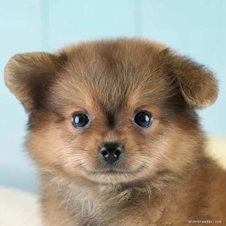 T.S 様のお迎えした子犬