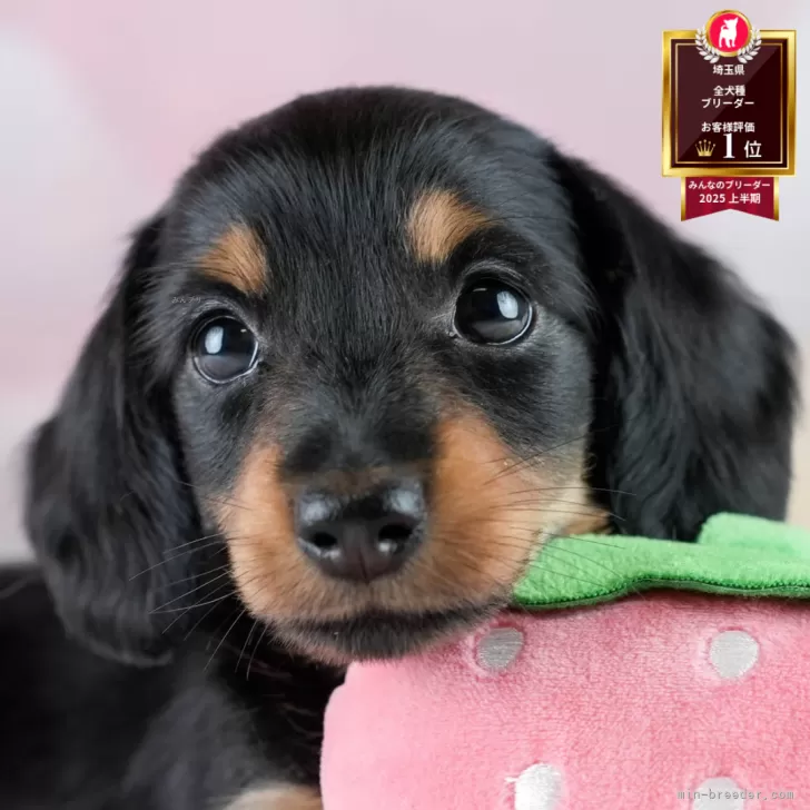 ID:2507-06804の子犬