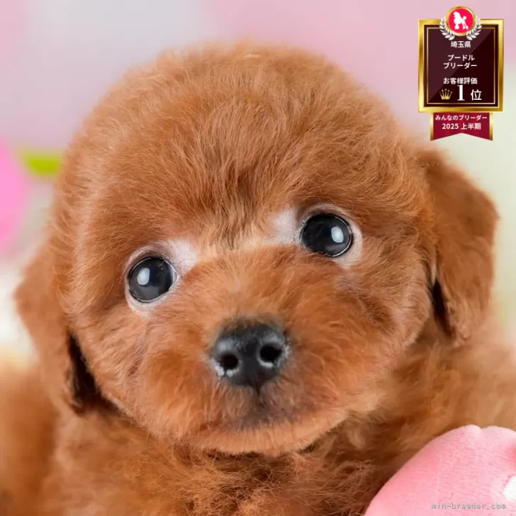 C.K 様のお迎えした子犬