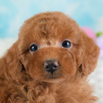 トイプードル(トイ)【埼玉県・女の子・2025年10月30日・レッド】の写真「🎅12月20日(土)クリスマス見学会開催🎄」