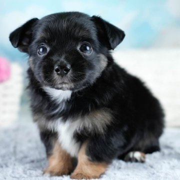 チワワ(ロング)【埼玉県・男の子・2025年10月4日・ブラックタン】の写真「🐶🐾11月15日(土)大好評特別見学会🐾🐶」