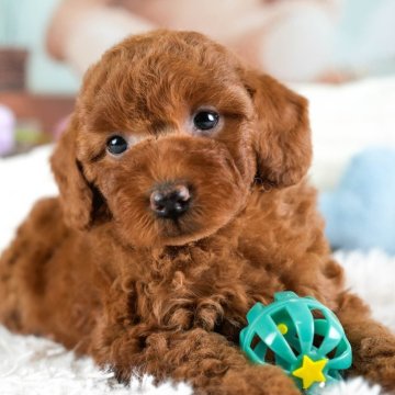 トイプードル(トイ)【埼玉県・女の子・2025年10月30日・レッド】の写真「🎅12月20日(土)クリスマス見学会開催🎄」