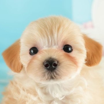マルプー(マルチーズ×トイプードル)【埼玉県・男の子・2024年12月26日・アプリコット】の写真「🌸3月15日(土)見学会開催🌸」