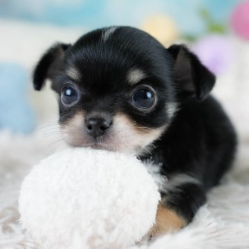 チワワ(ロング)【埼玉県・男の子・2025年10月25日・ブラックタン&ホワイト】の写真「🎅12月20日(土)クリスマス見学会開催🎄」