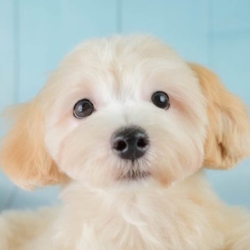 マルプー(マルチーズ×トイプードル)【埼玉県・男の子・2025年6月23日・クリーム】の写真「☕️🍁11月1日(土)見学会開催🍁☕️」