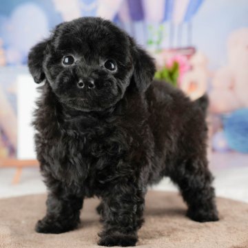 トイプードル(トイ)【埼玉県・男の子・2025年9月6日・ブラック】の写真「🍁🐾 11月29日🐶見学会開催 🐾🍁」