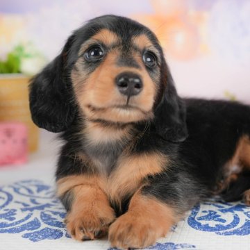 ミニチュアダックスフンド(ロング)【埼玉県・男の子・2025年8月22日・ブラック&タン】の写真「☕️🍁11月1日(土)見学会開催🍁☕️」