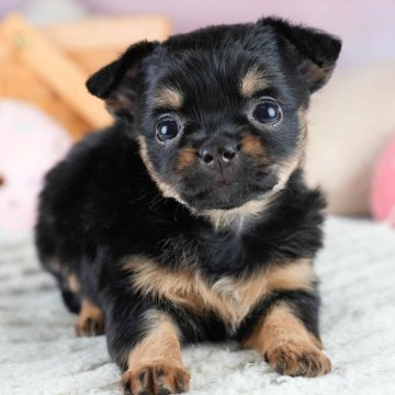 チワワ(ロング)【埼玉県・女の子・2025年10月4日・ブラックタン】の写真「🐶🐾11月15日(土)大好評特別見学会🐾🐶」