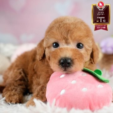 トイプードル(トイ)【埼玉県・女の子・2025年8月3日・レッド】の写真「✨🎃10月4日(土)🐶ワンちゃんの見学会🎃✨」