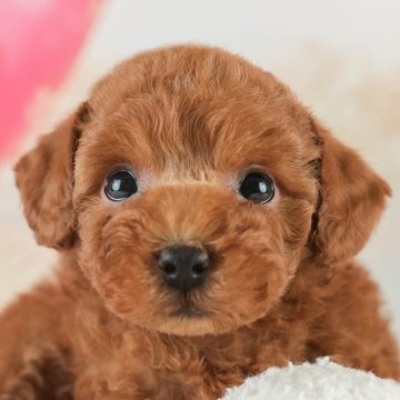 トイプードル(タイニー)【埼玉県・男の子・2025年1月21日・レッド】の写真「🌟🐶埼玉県内で子犬の掲載数が１番！🐶」