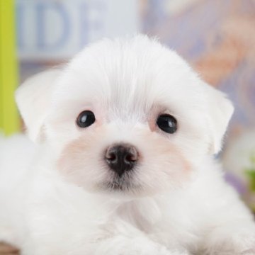 マルチーズ【埼玉県・女の子・2025年7月9日・ホワイト】の写真「🍁🐾 11月29日🐶見学会開催 🐾🍁」